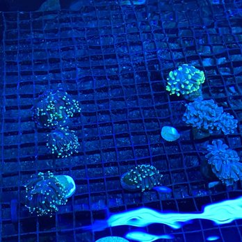 Fintastic Aquariums of Frederick - Small selection of coral tanks - Aquarium Services Near Me - Frederick, Maryland Fintastic Aquariums of Frederick - Small selection of coral tanks - Aquarium Services Near Me - Frederick, Maryland