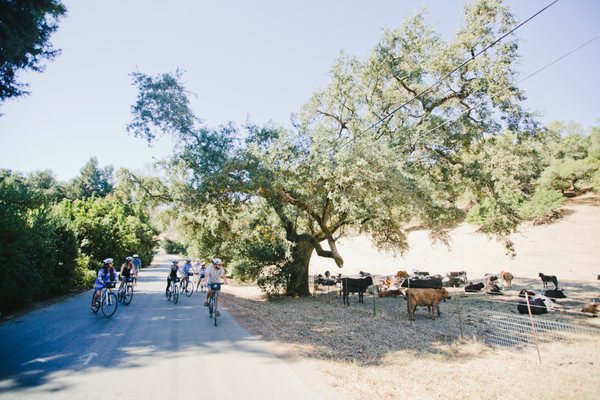 Napa Valley Bike Tours & Rentals by null