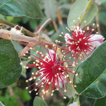 Mile 5.2 Greenhouse & Gift Shop - Pineapple guava - Nurseries & Gardening Near Me - Eagle River, Alaska Mile 5.2 Greenhouse & Gift Shop - Pineapple guava - Nurseries & Gardening Near Me - Eagle River, Alaska