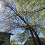 Photo of The Tree Surgeon