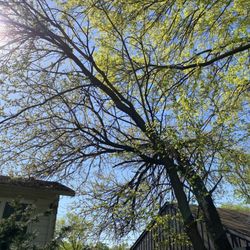 The Tree Surgeon - Trees hanging over our house and the neighbor's house.