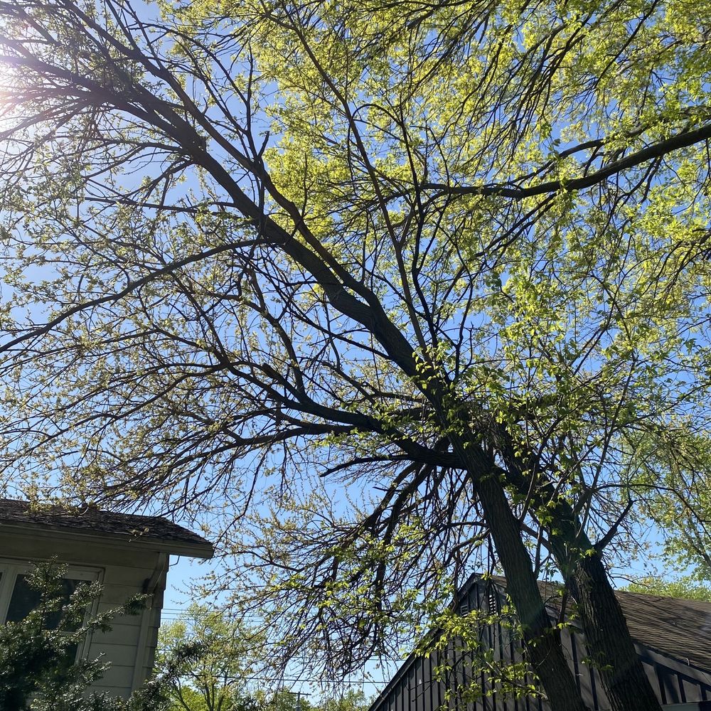 The Tree Surgeon - tree service in Peoria, IL