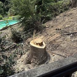 Matt Dombroski The Perfect Handyman - They actually left the tree looking like this and want to charge me to fix it