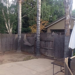 Before. The trees were dropping berries and Palm frawns on the fence. The damage was enough to call and get them removed. Before. The trees were dropping berries and Palm frawns on the fence. The damage was enough to call and get them removed.