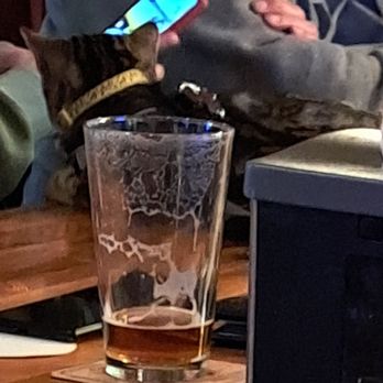 The Blue Moose Tavern - Cat sitting on the bar at the Blue Moose - New American Near Me - Green Mountain Falls, Colorado