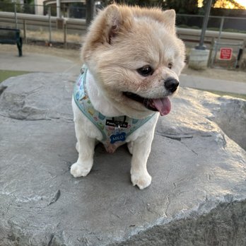 Paw Therapy Pet Grooming - Pet Groomers Near Me - San Jose, California Paw Therapy Pet Grooming - Pet Groomers Near Me - San Jose, California