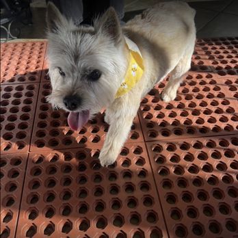 J's Doggy Spa - Pet Groomers Near Me - Fort Lee, New Jersey J's Doggy Spa - Pet Groomers Near Me - Fort Lee, New Jersey