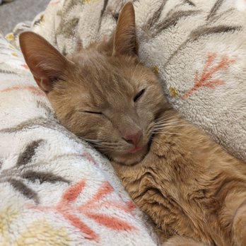 Paws And Claws - Animal Shelters Near Me - Evanston, Illinois Paws And Claws - Animal Shelters Near Me - Evanston, Illinois