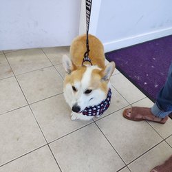 Mell's Grooming - Larry looks great! What a difference!