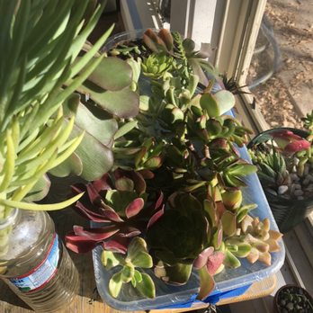 Native Oasis - Succulents - Health Markets Near Me