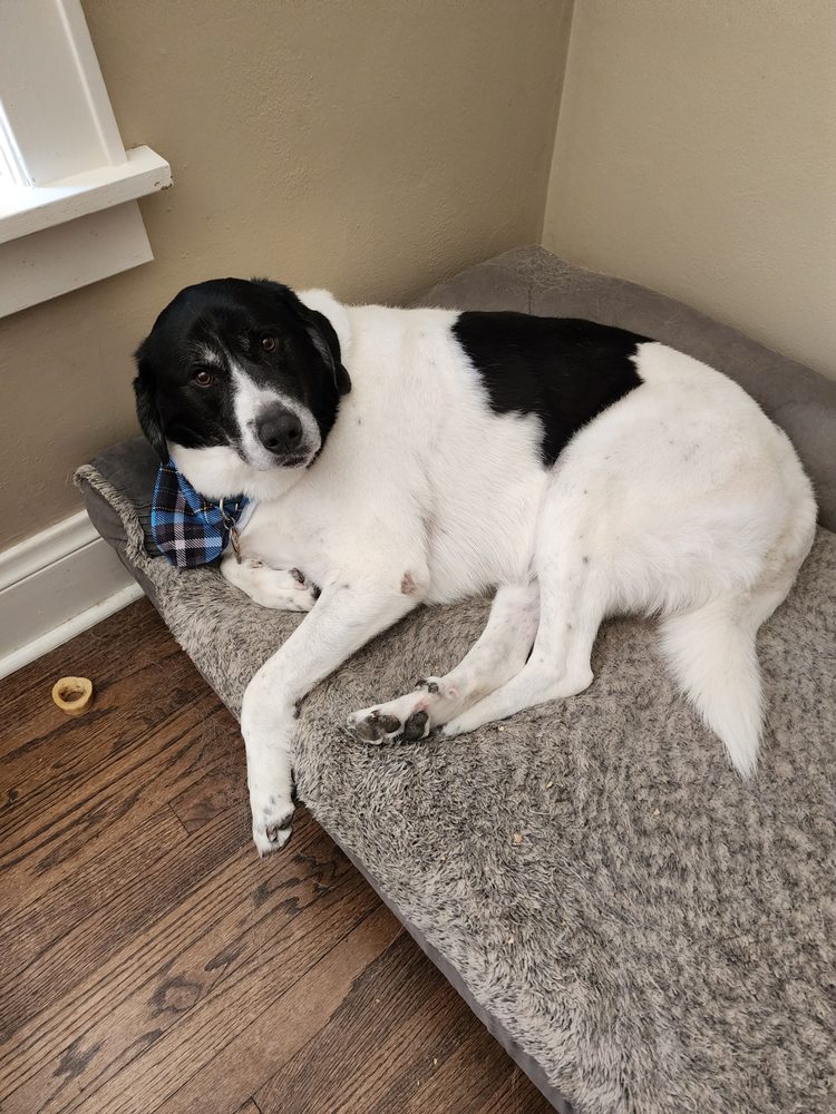 PRECISION PAWS SALON, LLC Updated September 2024 20 Photos 7944