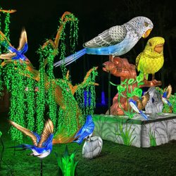 Asian Lantern Festival Into the Wild at Central Florida Zoo - This was my daughter's favorite exhibit. A speaker turned your voice into a bird's mimic and the beaks moved as they repeated your words.