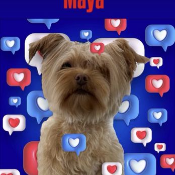 Tiffy's Pet Spa - Pretty girl Maya - Pet Groomers Near Me - Newport Beach, California Tiffy's Pet Spa - Pretty girl Maya - Pet Groomers Near Me - Newport Beach, California