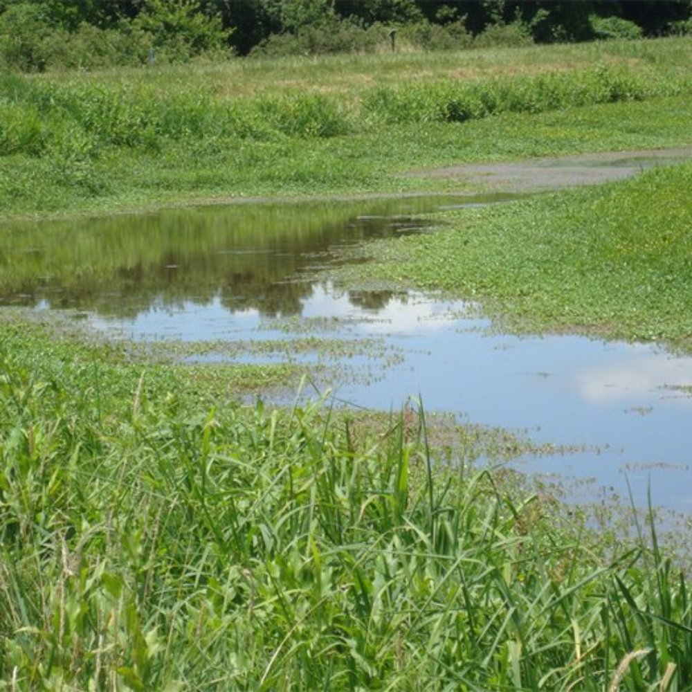 Delaware Marsh Trail Delaware Marsh Trail