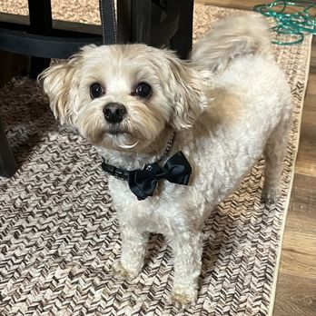 Family Puppies - Pet Breeders Near Me - Nappanee, Indiana Family Puppies - Pet Breeders Near Me - Nappanee, Indiana