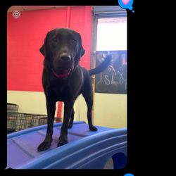 Dogtopia - Miramar - Texts from Dogtopia