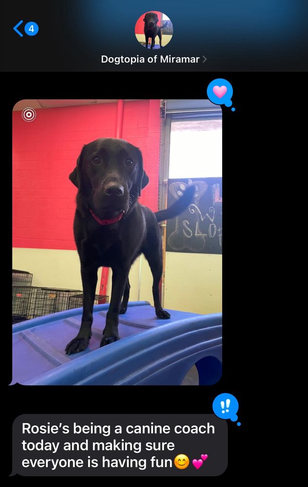 Dogtopia - Miramar - pet boarding facility in San Diego, CA