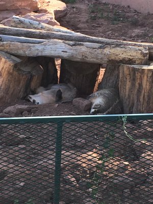 Bear Country USA by null