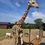 Photo of Wild Animal Safari