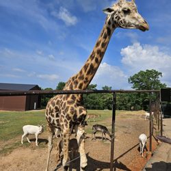 Wild Animal Safari - Two toe the Giraffe