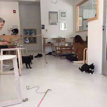 KitTea - Pet Adoption Near Me - San Francisco, California