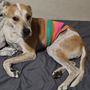 Photo of Dr. Vet Pet Emergency