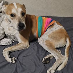 Dr. Vet Pet Emergency - Eddie is healing well!