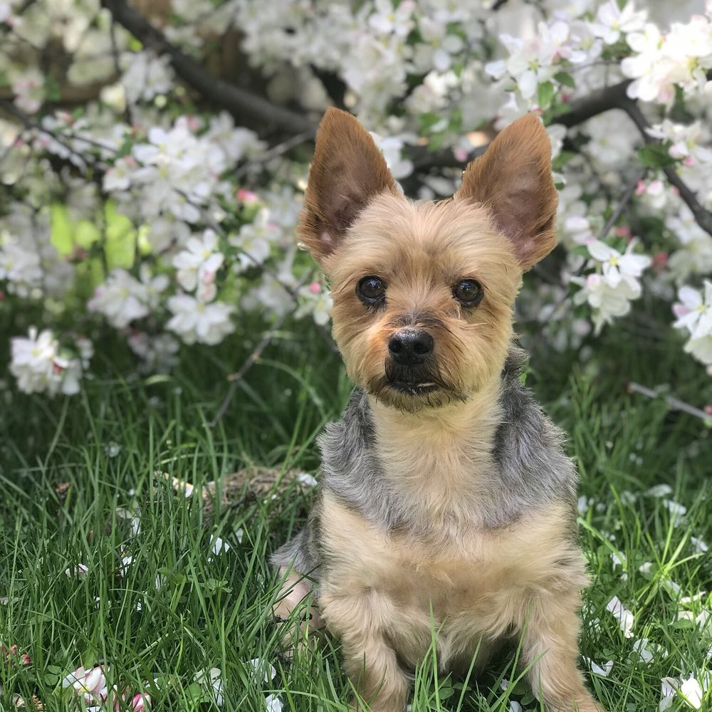 Paramus Puppy Spa - Pet Groomers Near Me - Paramus, New Jersey Paramus Puppy Spa - Pet Groomers Near Me - Paramus, New Jersey