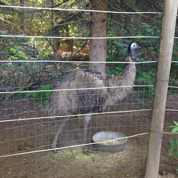 The Outback Kangaroo Farm - Zoos Near Me - Arlington, Washington The Outback Kangaroo Farm - Zoos Near Me - Arlington, Washington