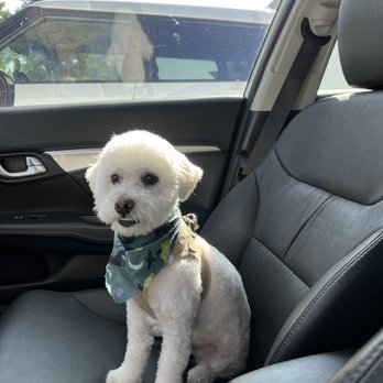 Doggie Dos  - Pet Groomers Near Me - La Mesa, California