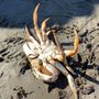 Photo of West Coast Crabbing