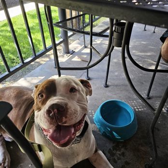 The Blu Pig - a dog sitting under a table - Barbeque Near Me - Moab, Utah