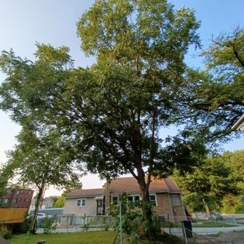 Stringfellow's Tree Service - Tree Services Near Me - Amissville, Virginia