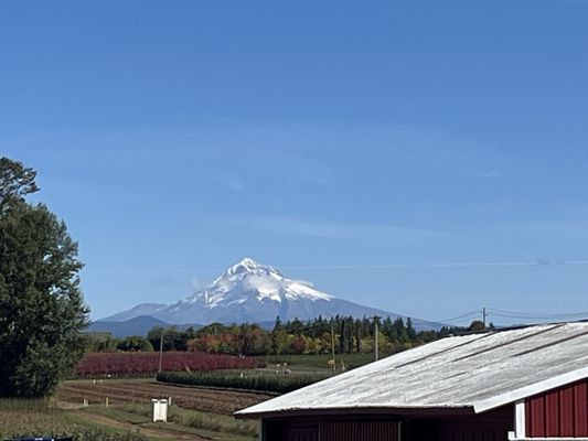 Bushue's Family Farm by null
