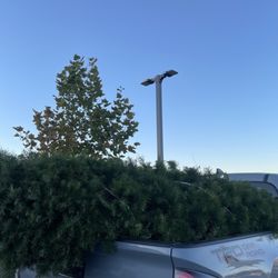 Joiner Tree Farm