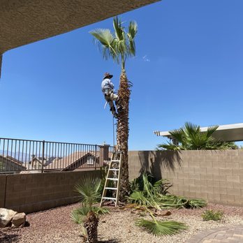 Transformers Landscaping - Fernando climbed the palm tree. - Landscaping Near Me - Las Vegas, Nevada Transformers Landscaping - Fernando climbed the palm tree. - Landscaping Near Me - Las Vegas, Nevada