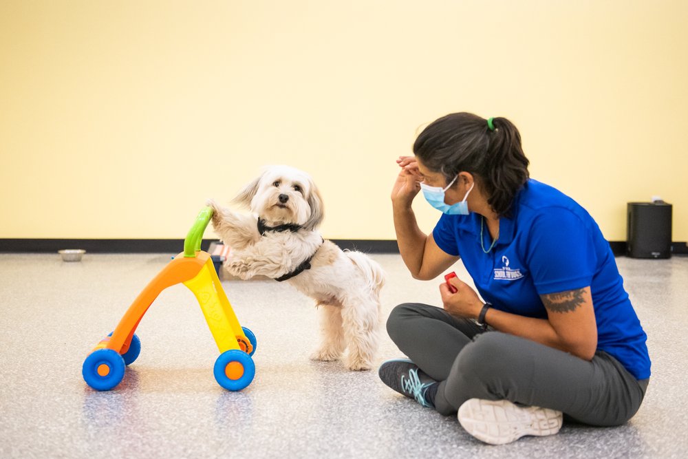 School for Dogs - pet boarding facility in Fayetteville, AR