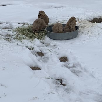 Franklin Park Zoo - Prairie Dogs - Zoos Near Me - Boston, Massachusetts Franklin Park Zoo - Prairie Dogs - Zoos Near Me - Boston, Massachusetts