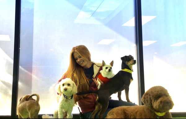 jackson's place dog daycare