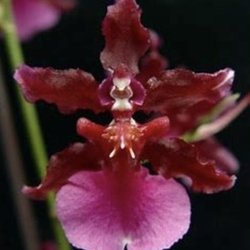 Goin To Pot Orchids and Repotting Service