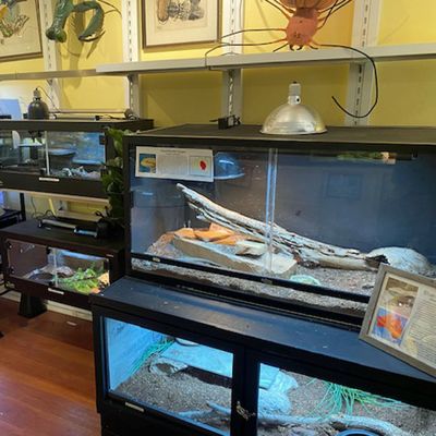 Santa Fe Reptile and Bug Museum by null