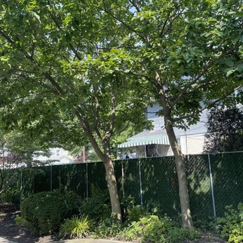 Express Tree Services - Two Buttercup Magnolias which received a much needed pruning. The branches were very low. Well done! - Tree Services Near Me - Freeport, New York