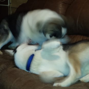Sirius Sled Dogs - These husky  "puppies" (5 & 8 monthers) are massive.. and so playful! - Sledding Near Me - Fairbanks, Alaska