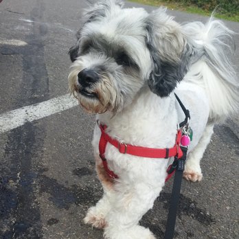 Dances with Dogs - Fonzi, on the look out - Pet Training Near Me