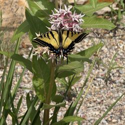 Utah Field House of Natural History State Park Museum - Beautiful butterflies in garden