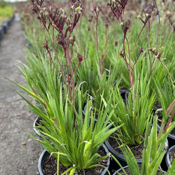 All Season Nursery - Kangaroo paws - Nurseries & Gardening Near Me - Chino, California All Season Nursery - Kangaroo paws - Nurseries & Gardening Near Me - Chino, California