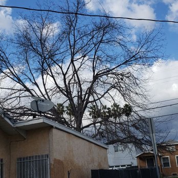 3D Tree Services, Inc. - Huge tree that was removed from my back yard - Tree Services Near Me