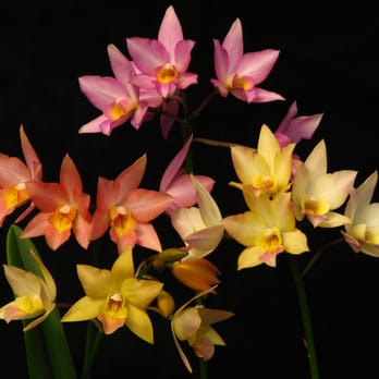 Brookside Orchids - Nurseries & Gardening Near Me - Menlo Park, California