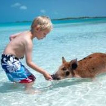 Molly's Caribbean - Swim with the Pigs, The Bahamas - Vacation Rental Agents Near Me Molly's Caribbean - Swim with the Pigs, The Bahamas - Vacation Rental Agents Near Me