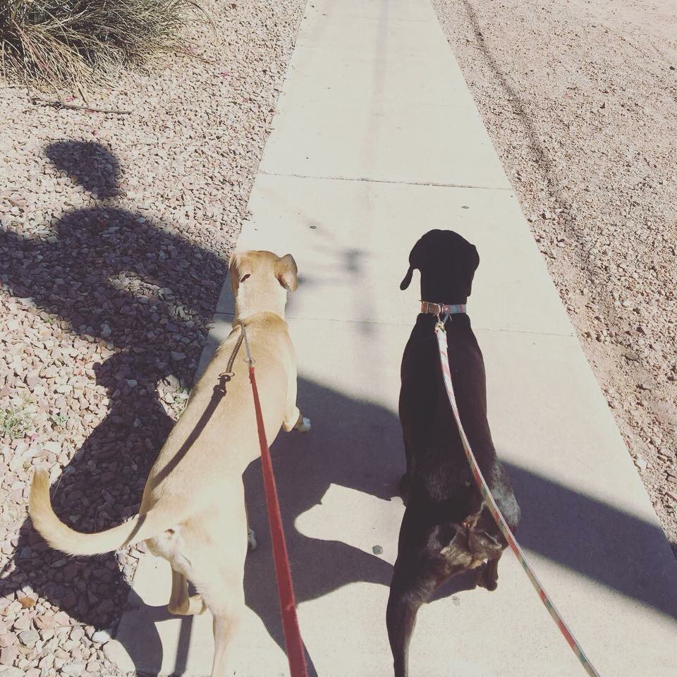 ABC CERTIFIED DOG TRAINING Updated July 2024 Lake Havasu City